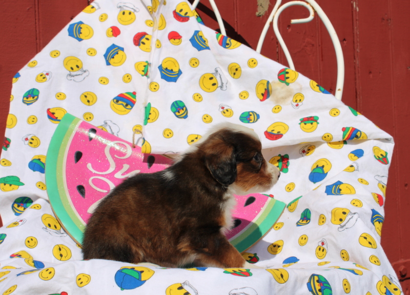 puppy, for, sale, Mini Bernedoodle F2, Matthew B. Stoltzfus, dog, breeder, Gap, PA, dog-breeder, puppy-for-sale, forsale, nearby, find, puppyfind, locator, puppylocator, aca
